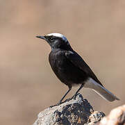 White-crowned Wheatear