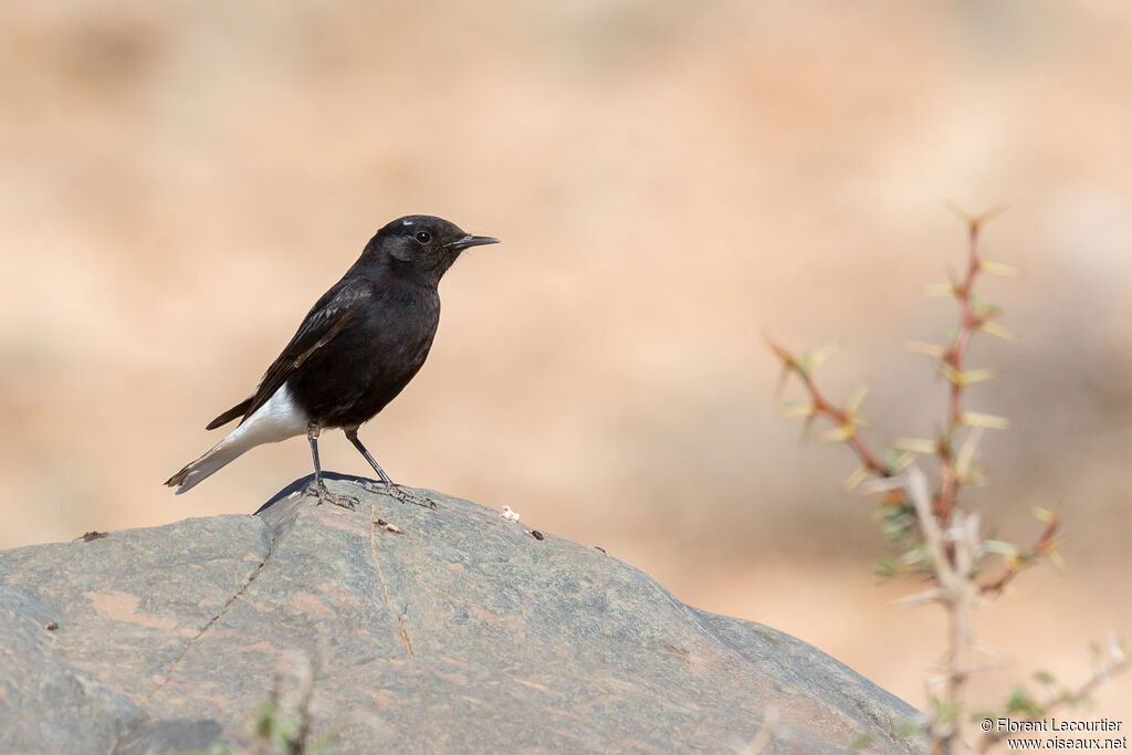 White-crowned WheatearFirst year