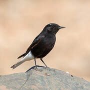 White-crowned Wheatear