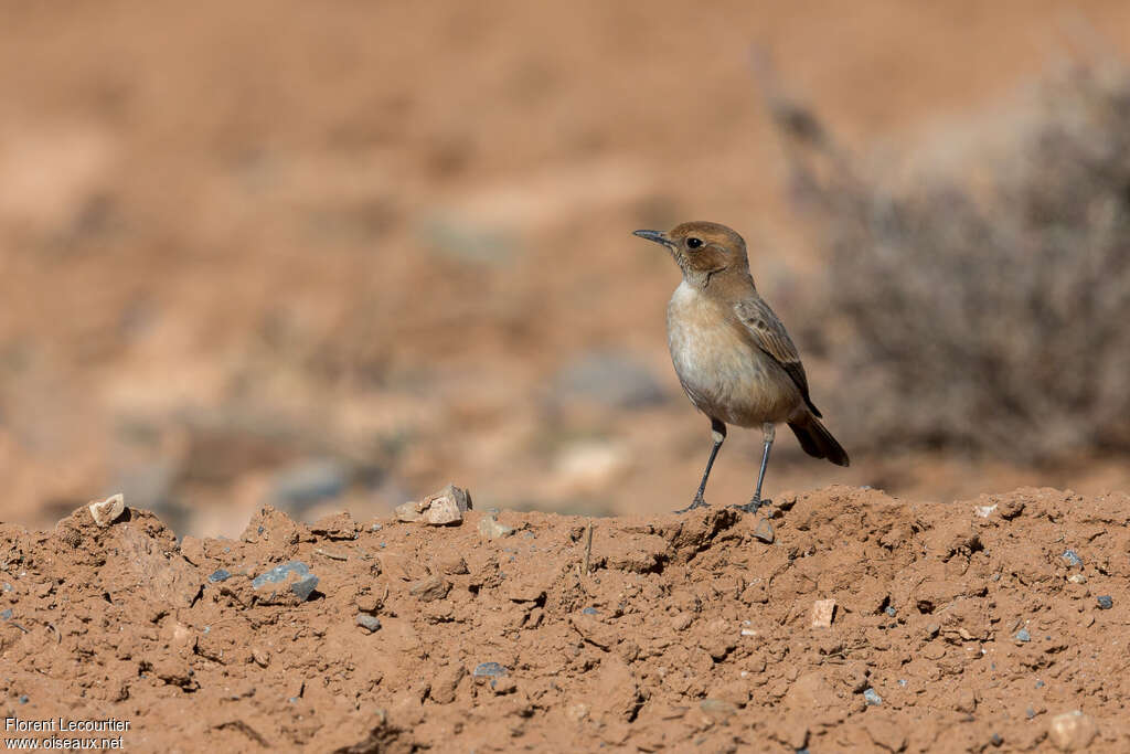 Red-rumped Wheatear female adult, habitat