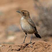 Red-rumped Wheatear