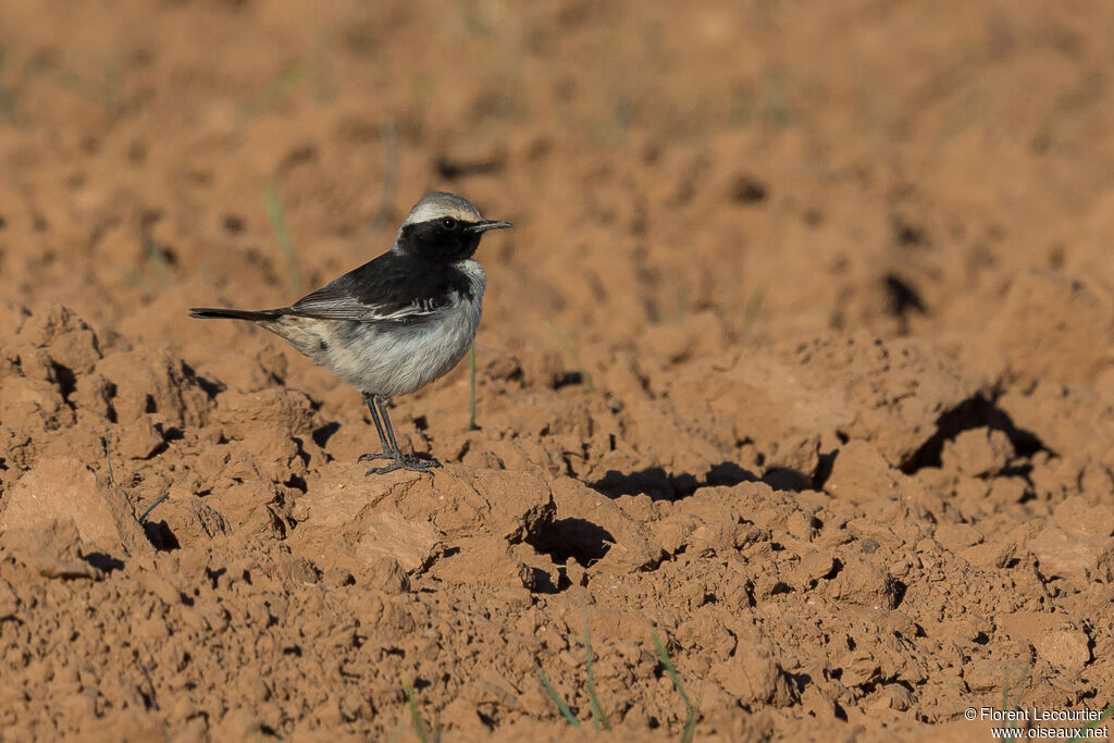 Red-rumped Wheatear male adult breeding