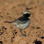 Red-rumped Wheatear