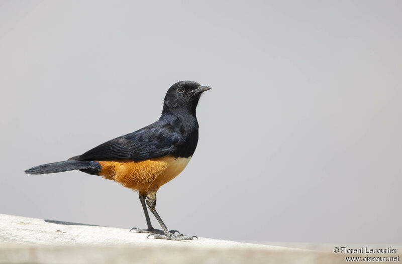 Mocking Cliff Chat female adult