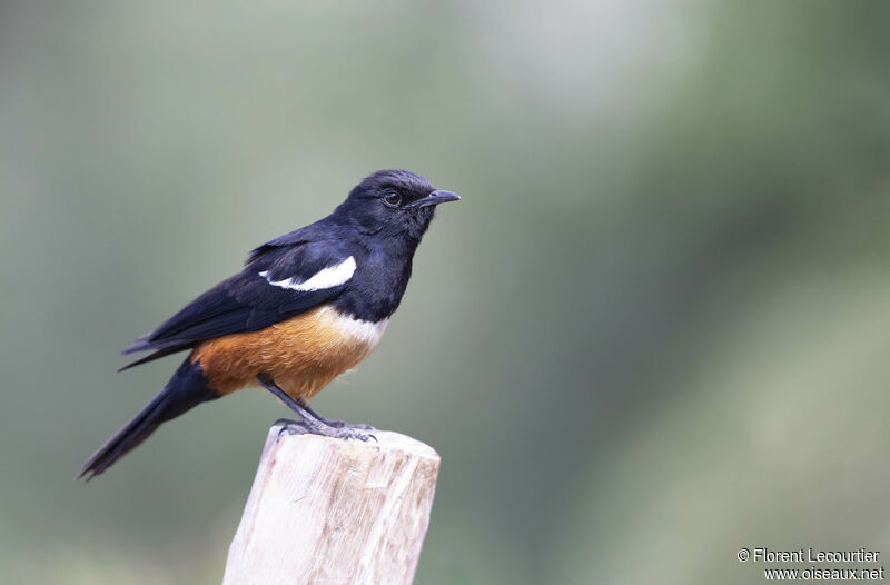 Mocking Cliff Chat male adult