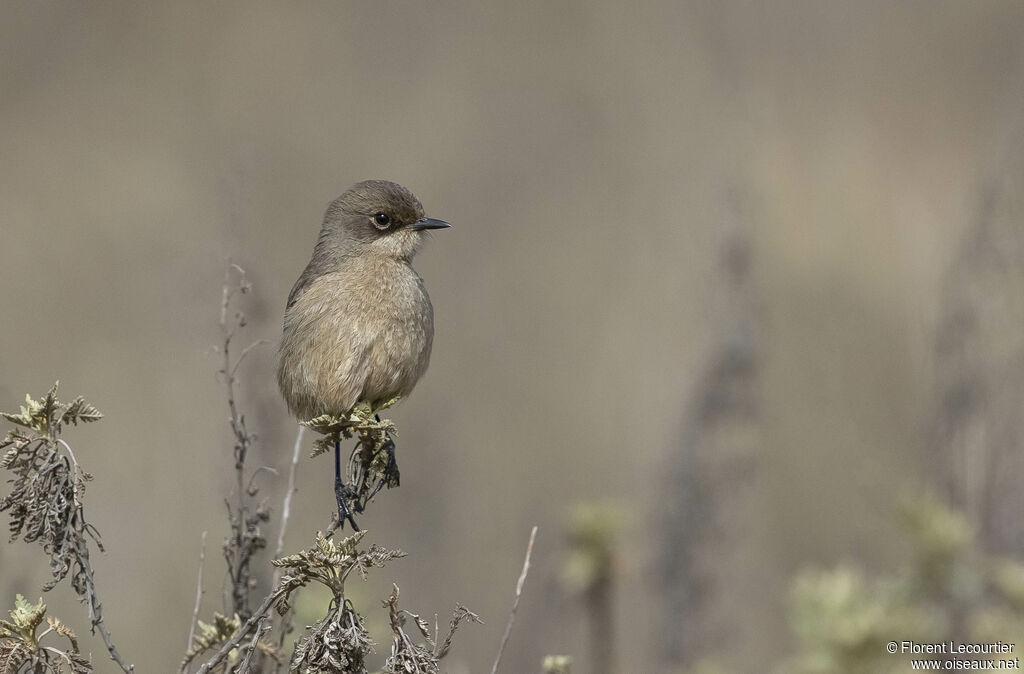 Moorland Chat