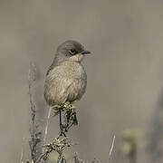 Moorland Chat