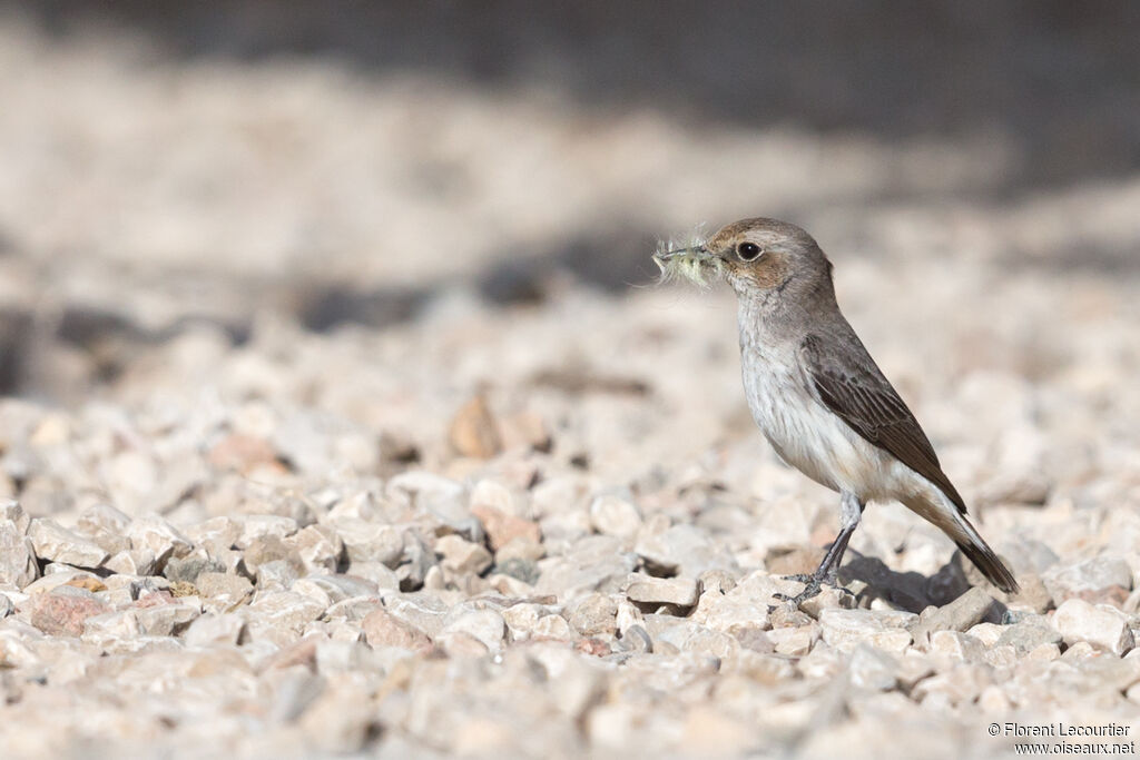 Arabian Wheatear female adult