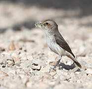 Arabian Wheatear