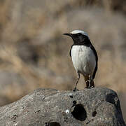 Arabian Wheatear