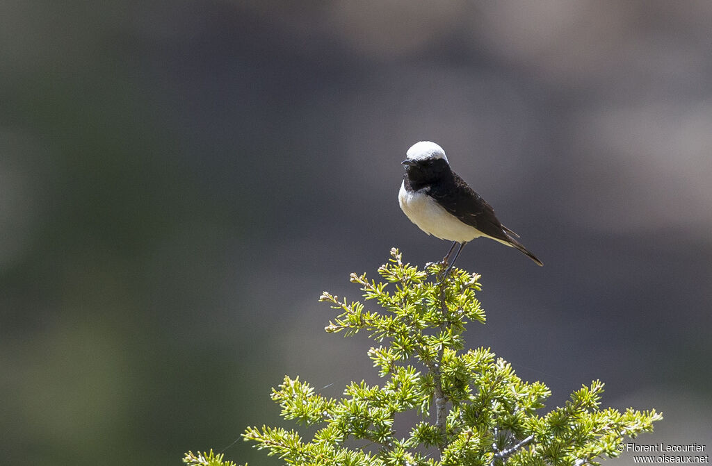 Cyprus Wheatearadult