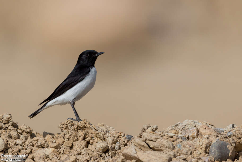 Hume's Wheatearadult, identification