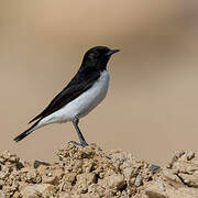 Hume's Wheatear