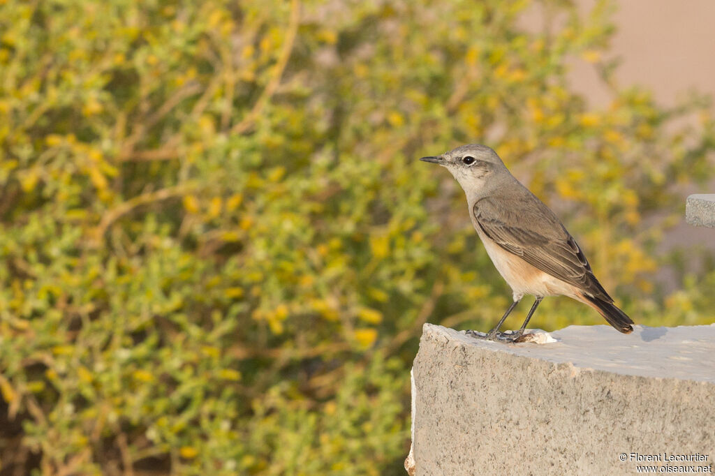 Red-tailed Wheatear