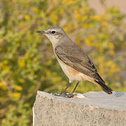 Red-tailed Wheatear