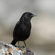 Rüppell's Black Chat