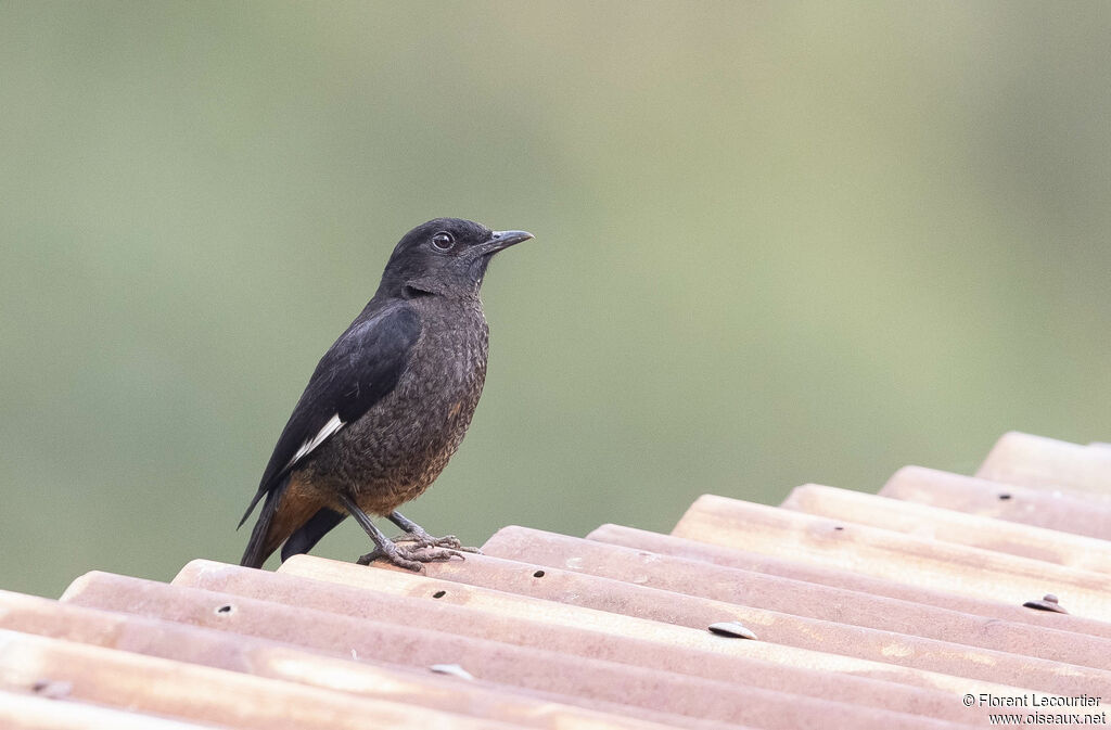 White-winged Cliff Chat female