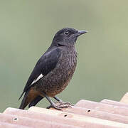 White-winged Cliff Chat