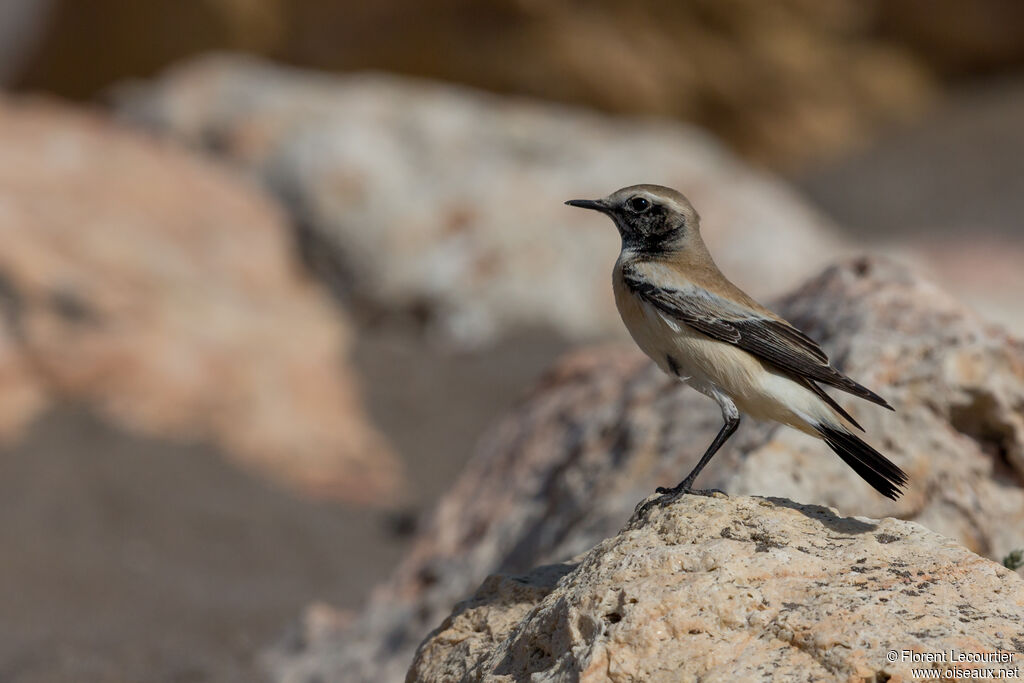 Desert Wheatear