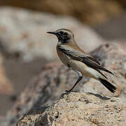 Desert Wheatear