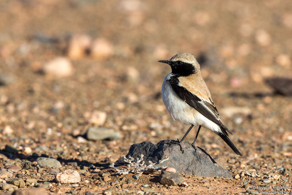 Desert Wheatear