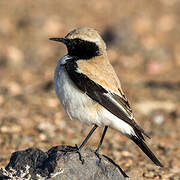 Desert Wheatear