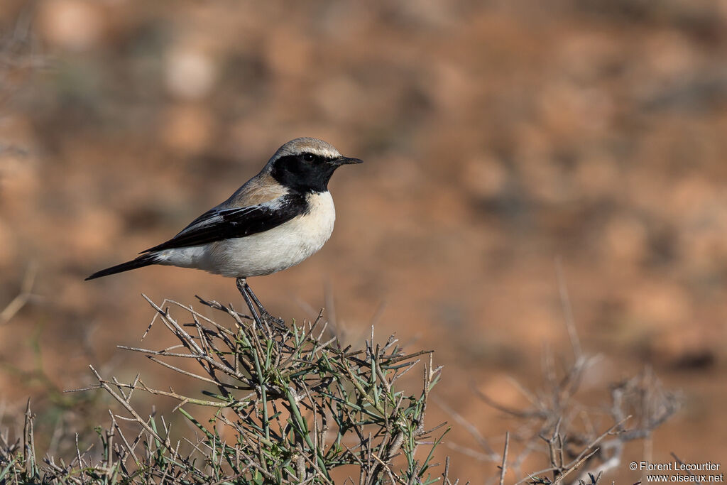 Desert Wheatear