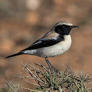 Desert Wheatear