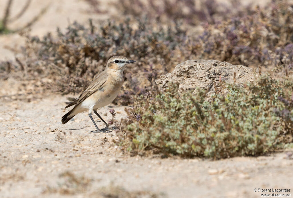 Isabelline Wheatear