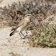 Isabelline Wheatear