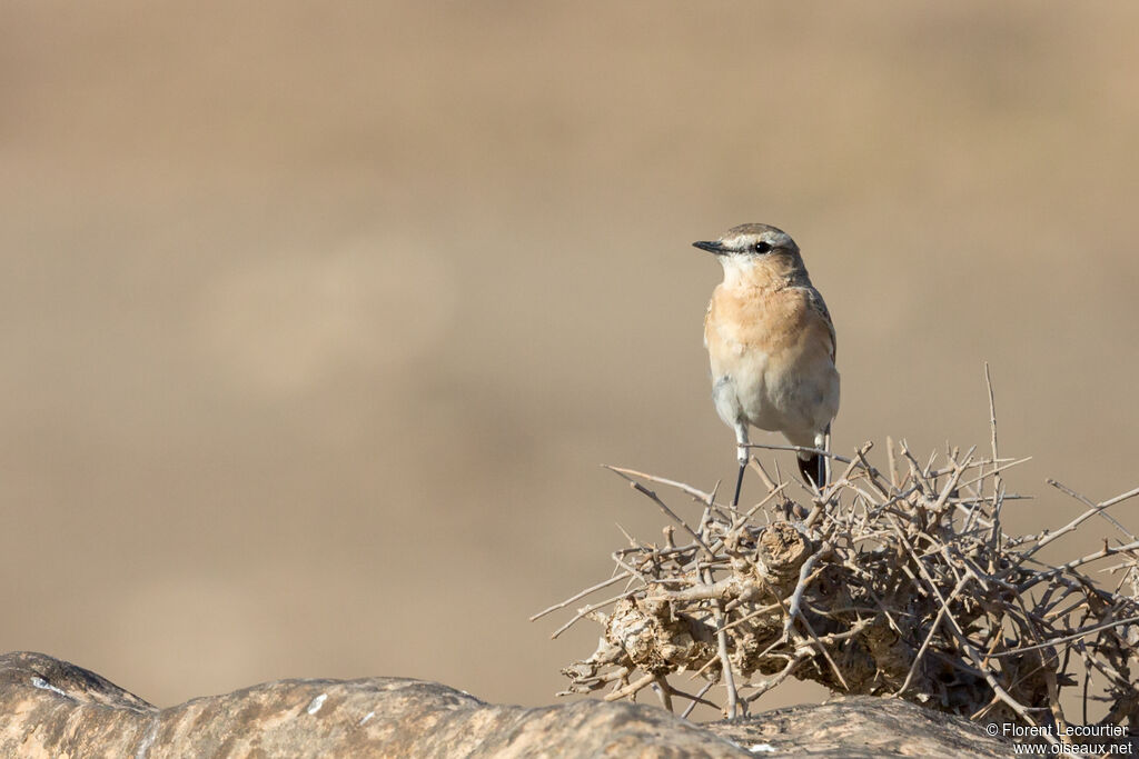 Isabelline Wheatear