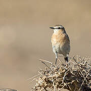 Isabelline Wheatear