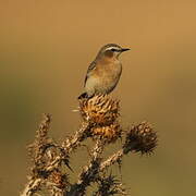 Northern Wheatear