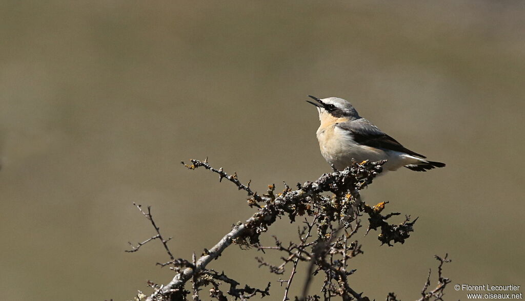 Northern Wheatear