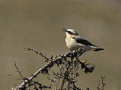 Northern Wheatear