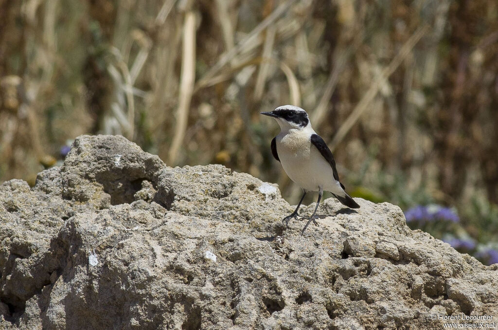 Eastern Black-eared Wheatear male adult breeding