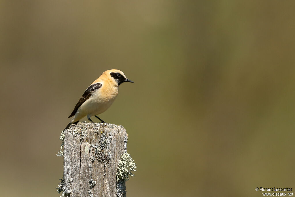 Western Black-eared Wheatear