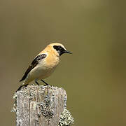 Western Black-eared Wheatear