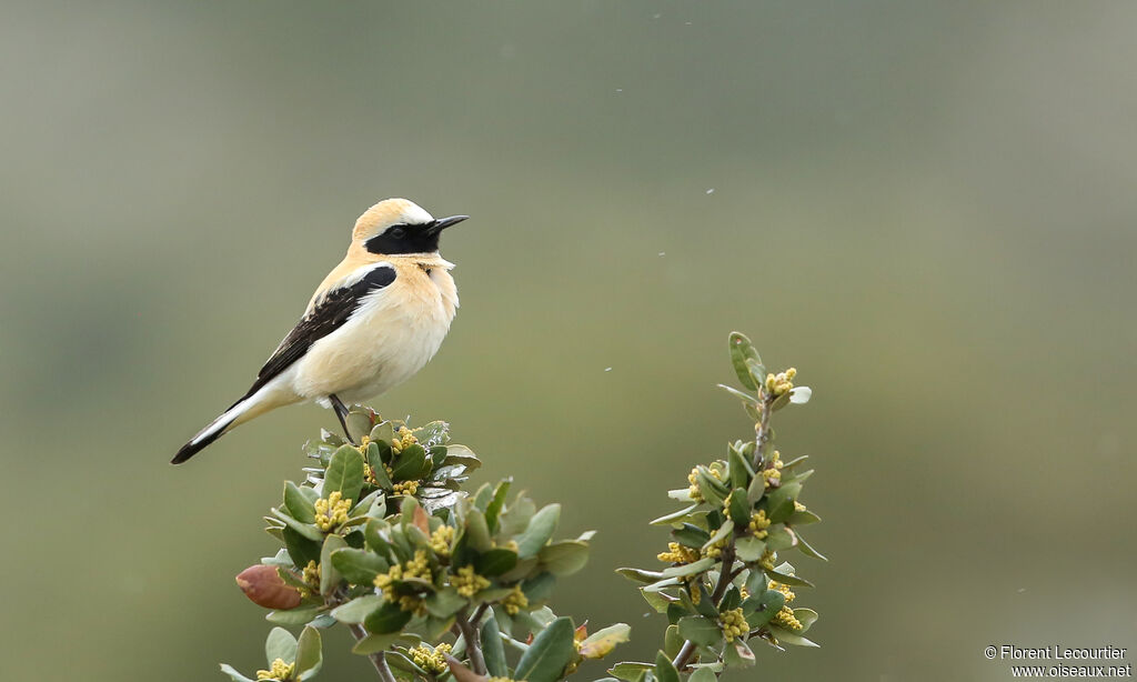 Western Black-eared Wheatear male