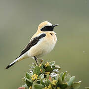 Western Black-eared Wheatear