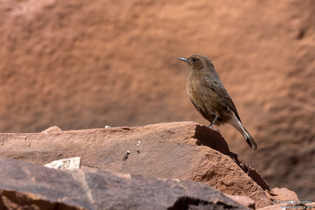 Black Wheatear female