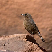 Black Wheatear