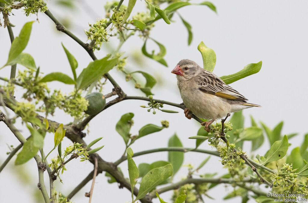 Red-billed Quelea female