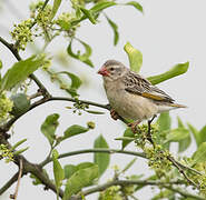 Red-billed Quelea