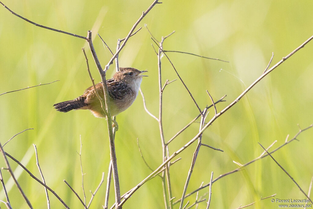 Sedge Wren male adult breeding