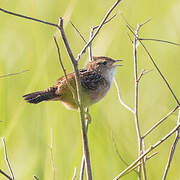 Sedge Wren