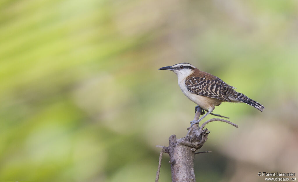 Rufous-backed Wren