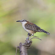 Rufous-backed Wren