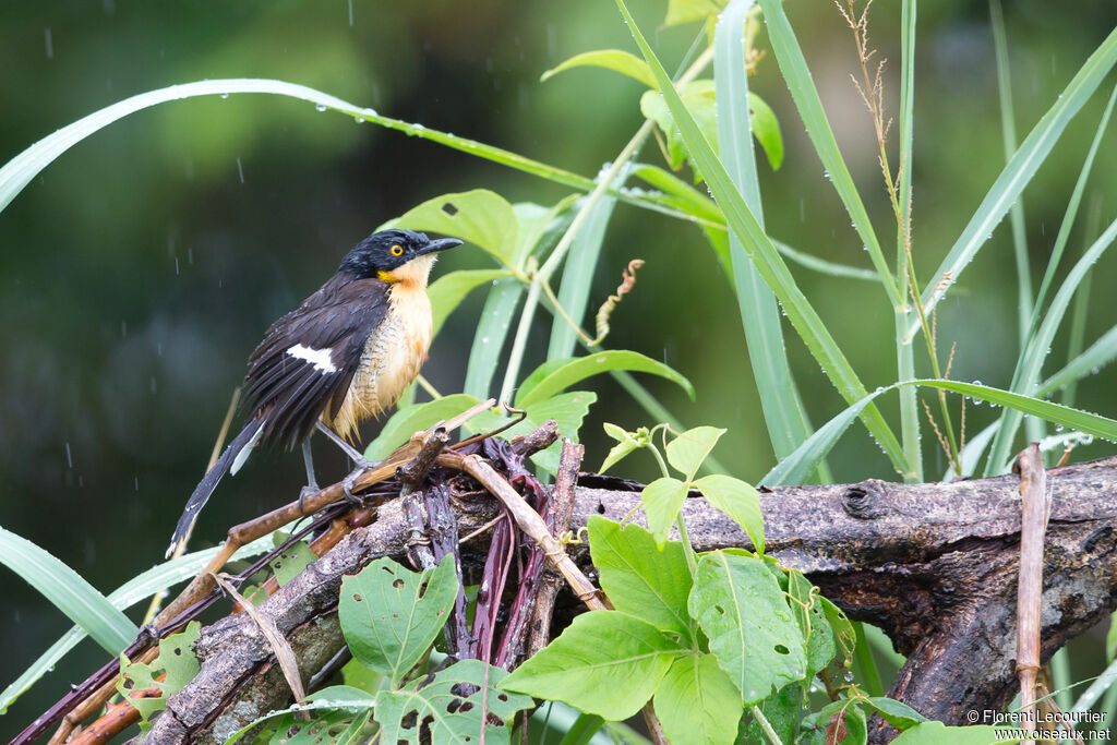 Black-capped Donacobius