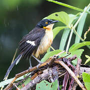 Black-capped Donacobius